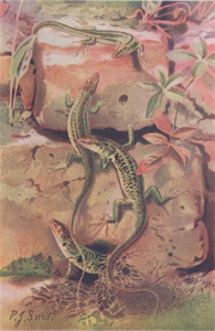 Wall-Lizards